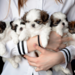 Find More Info on PuppyHeaven – The Go-to Source for Puppy Breeders Find More Info on PuppyHeaven - The Go-to Source for Puppy Breeders